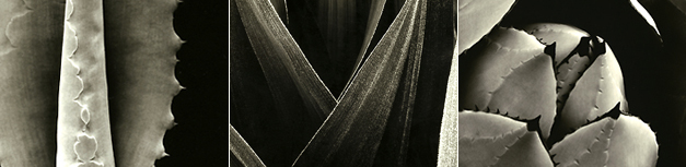 Slideshow Image 2
